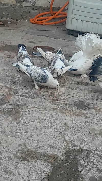 Sentient Breeder Pairs for sale