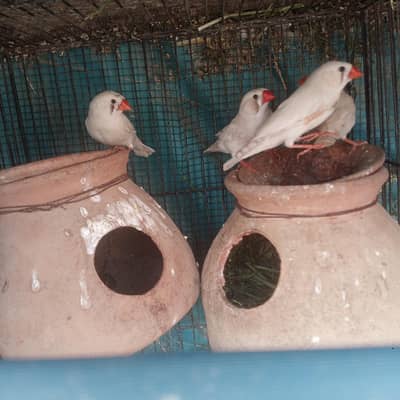 finches white 