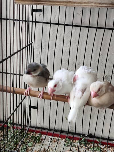 Fawn java red eyes pieces for sell