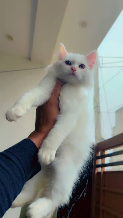 Persian kitten