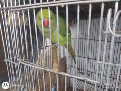 parrots for sale