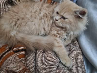 Persian cat triple coated