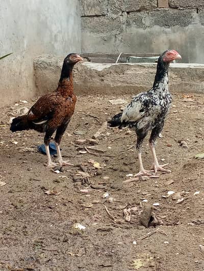 aseel heera for sale