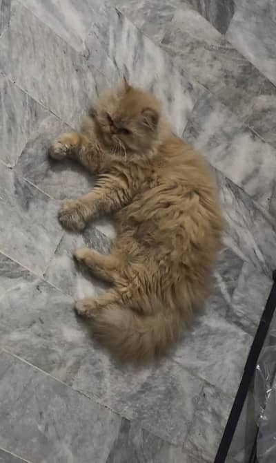 Golden female for sale