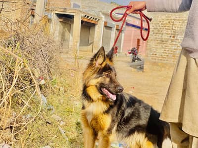 German shepherd long Cote