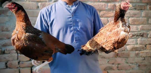 Aseel mianwali hens available (2years) pair 03494169108