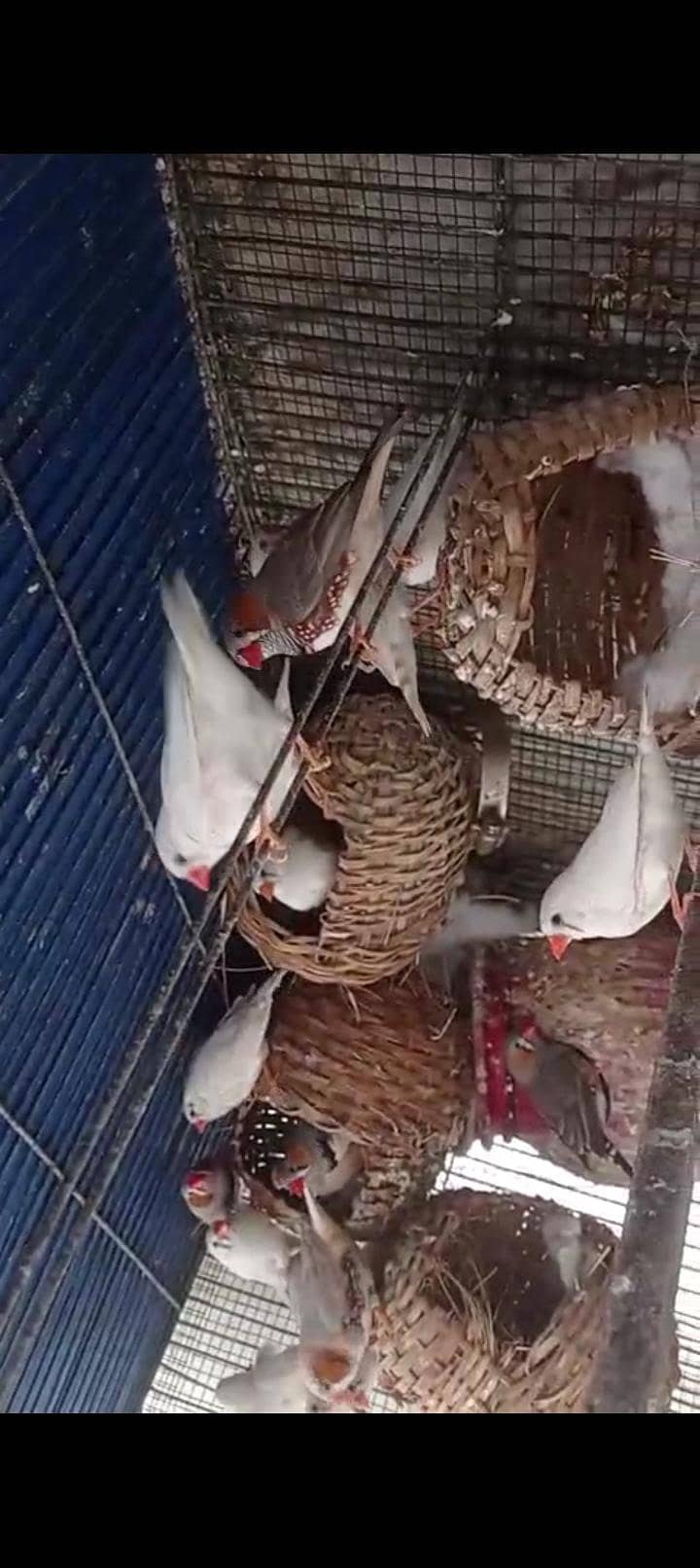 zebra finch albino Java silver Java 0