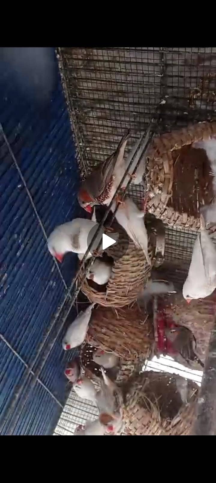 zebra finch albino Java silver Java 1