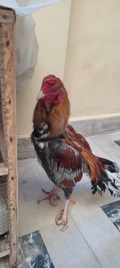 Aseel Shamo | Hens | SHamo | Breeder | Aseel Shamo | Cross | For sale