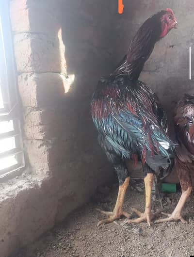 Aseel lasani best breed