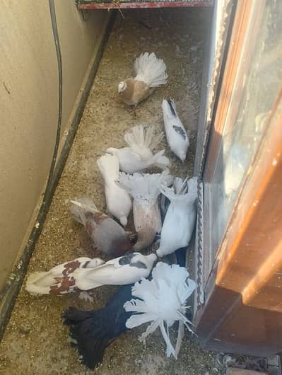 Fancy and Laka Kabooter for Sale