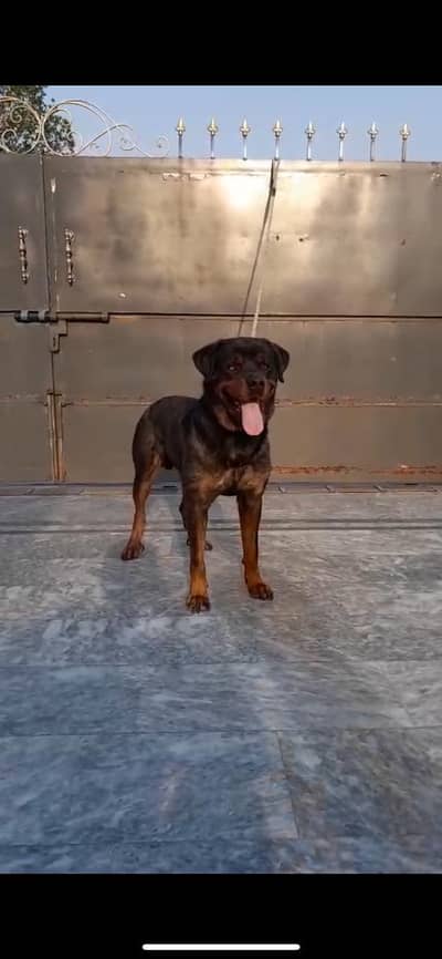Male Rottweiler For Sale