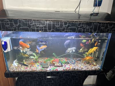 Fish+ 3.5 Ft Aquarium Available