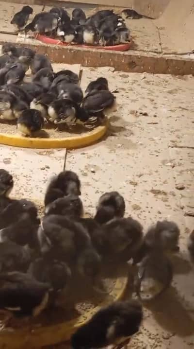 Australorp chicks Available