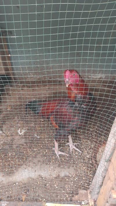 aseel Sindhi Patta hai abhi abhi baang Dena Shuru Kiya hai