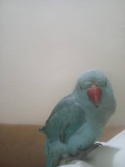 blue ring neck female paroot with full handtamed