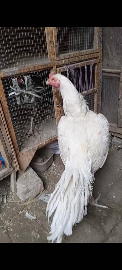 Heera aseel patha 03014237451 call me