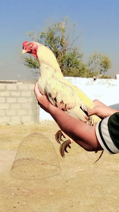 whatsapp number 03340954150