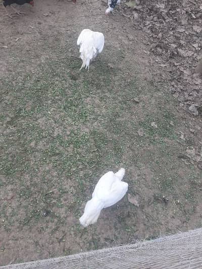 white heera pair for sale