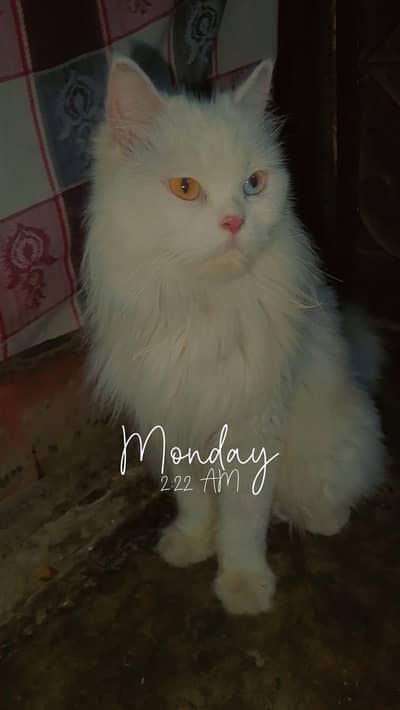 persian cat  for urgent sale
