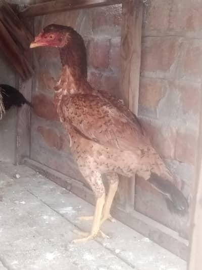 aseel 4 femail 1 mail