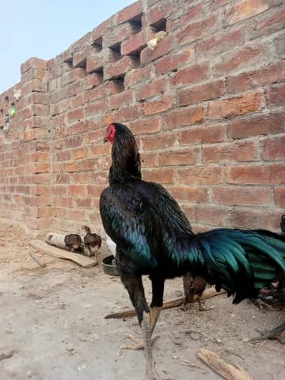 Thai trad + mianwali  fresh eggs