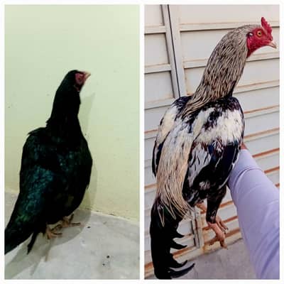 pair lasani madi + lakha patha