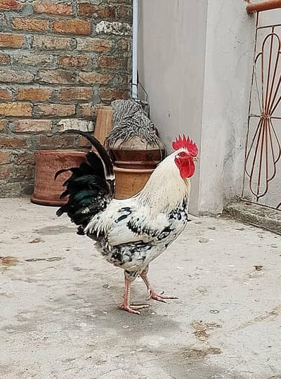 pure Desi murga available