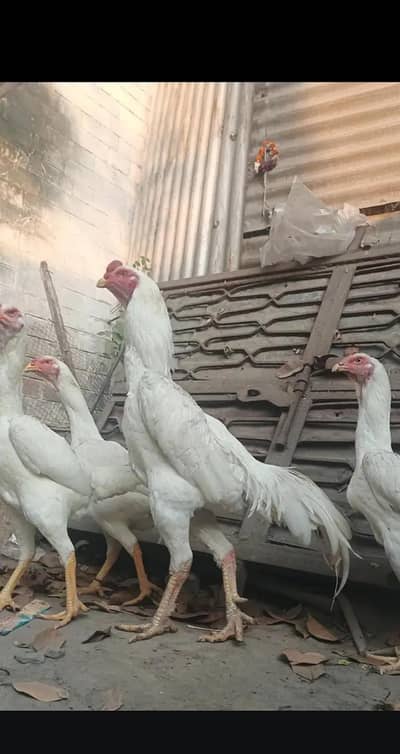 White Oh Shamo breeders set for sale.