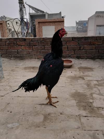 Hint x burmi panus patha