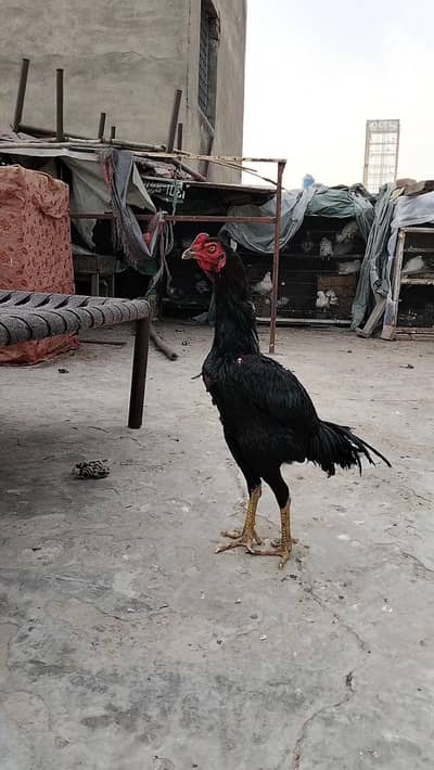 Hint x burmi panus patha