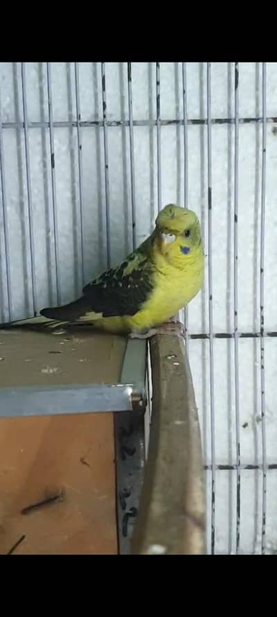 black wings visual hogo