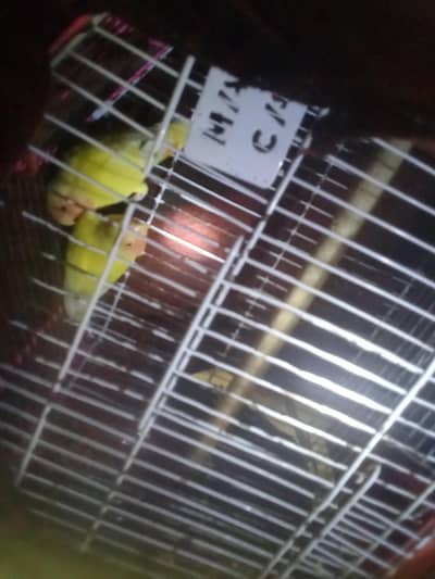 love brids pair only 3 thousand