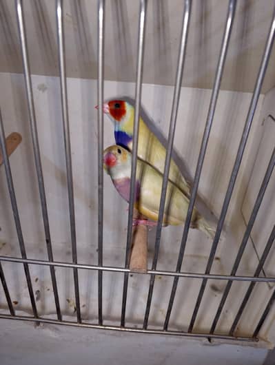 some birds for sale in Lahore