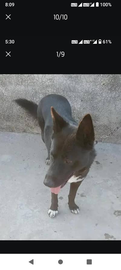 German + Gultair Cross Dog For Sale