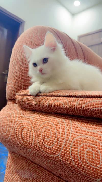 Full active kitten hai MasshAllah double coat main