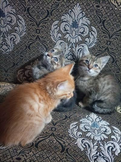 ANY ONE WANT TO ADOPT THEM