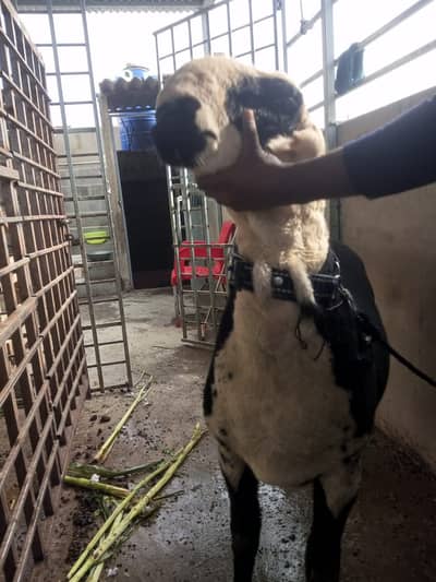 Pure Mundra or pure kajla dumba