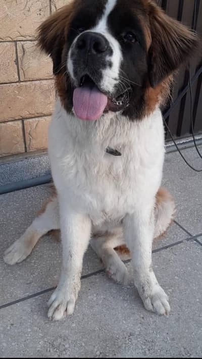 Saint Bernard Female For Sale