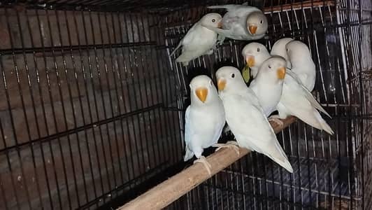 love bird pathy available