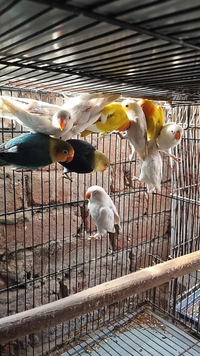 love bird pathy available