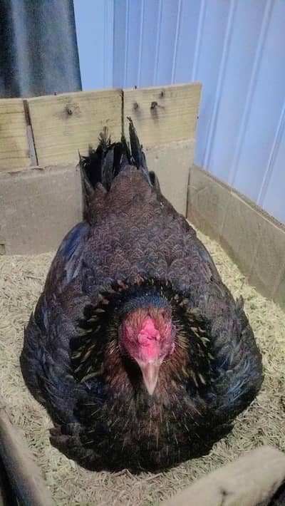 kurak hen kurak female kurak Madi  big size