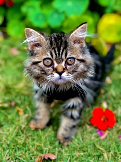 Cute siberian kittens