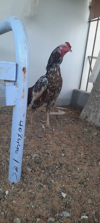 4 Desi murgiyan and 1 murgha