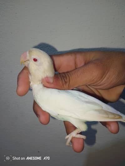 albino opline breeder pair for sale