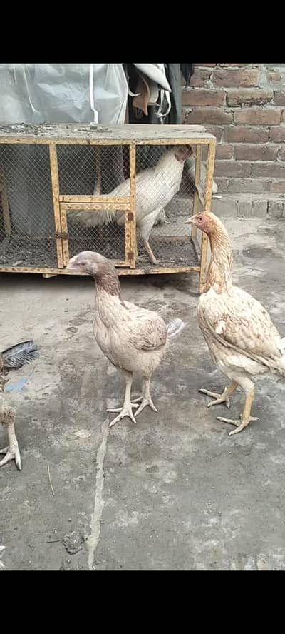 PURE ASEEL MALE AND FEMALE FOR SALE