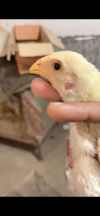 Ma sh allah White Shamo chicks for sale