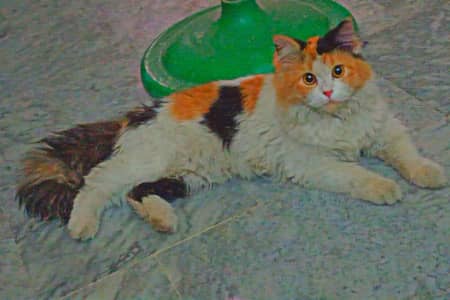 Russian Cat Triple Coat Furr punch Face for Sale