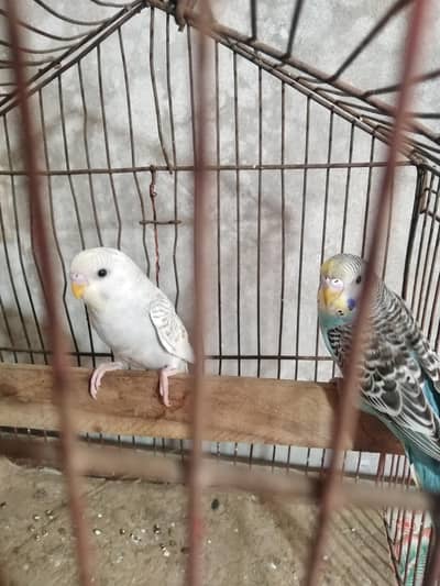 grey+red eye split male and wild seagreen female