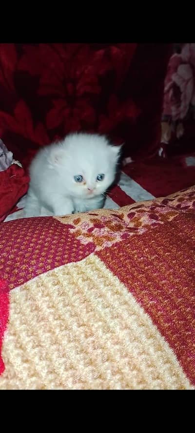 Persian  kittens for sale blue eyes both rate is 18k
